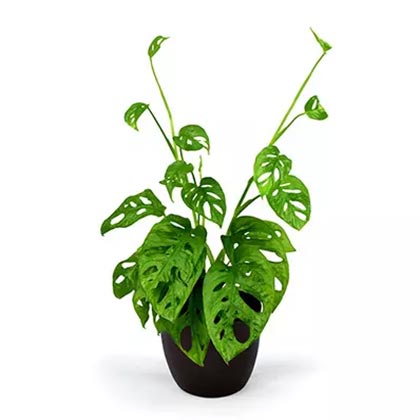 Monstera Plant Small
