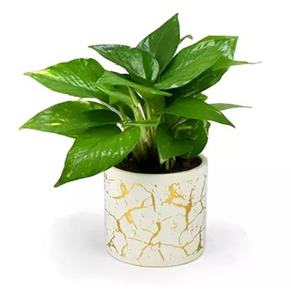 Money Plant in Deisgner Pot