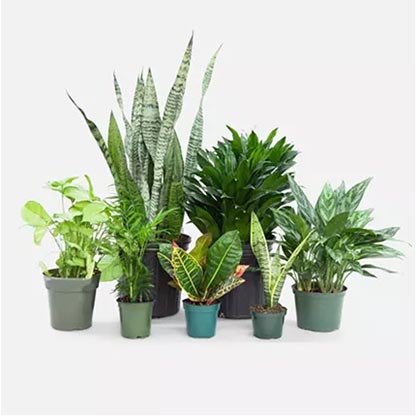 Beautiful Set Of 7 Indoor Plants