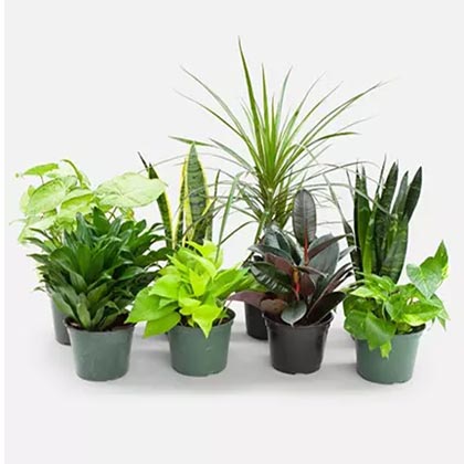 Set Of 8 Beautiful Plants