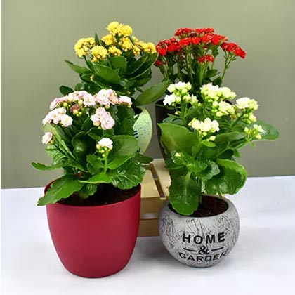 Set of 4 Kalanchoe Plants