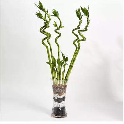 9 Lucky Bamboo for Great Luck