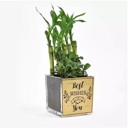 Best Wishes Lucky Bamboo n Fittonia