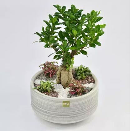 Bonsai & Fittonia Plant In Platter Planter
