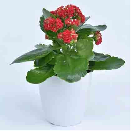 Bright Kalanchoe Plant In Pot