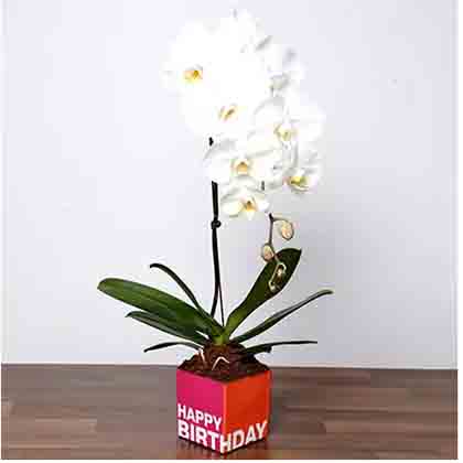 White Phalaenopsis Plant In Glass Vase