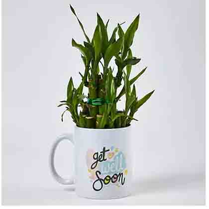 Bamboo Plant In Get Well Soon Mug