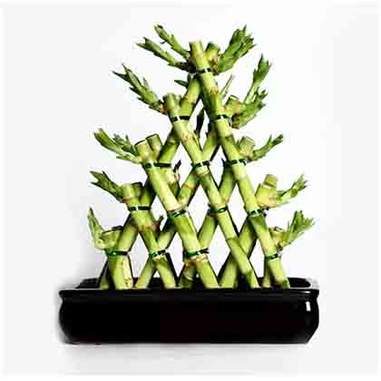 Triangle Lucky Bamboo