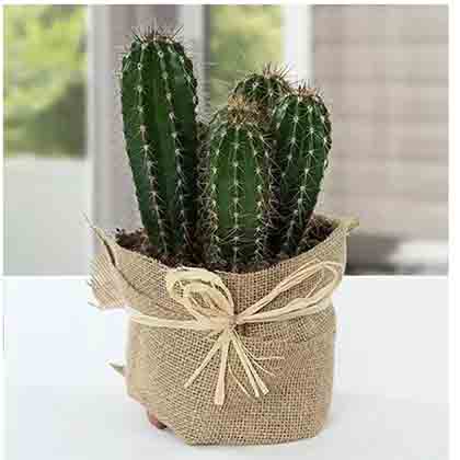 Cactus Jute Wrapped Potted Plant