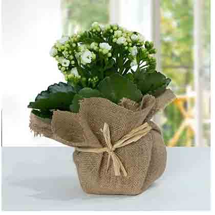 Jute Wrapped White Kalanchoe Plant