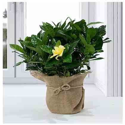 Gardenia Jasminoides with Jute Wrapped Pot